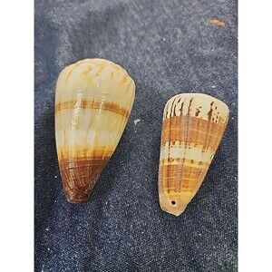 Conus Various 2 1/8 and 3"